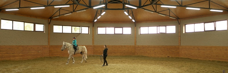 horse being trained