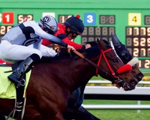 dead heat horses