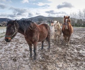 horses stood in mud
