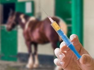 injection with horse in background doping