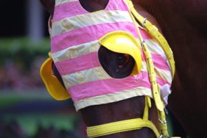 colourful pink and yellow blinkers on a race horse