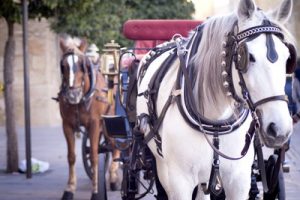 driving horse with blinkers on