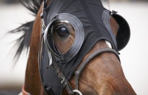 race horse with blinkers on close up
