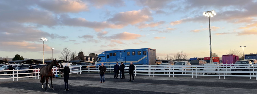 horse being readied for transport after cheltenham meeting