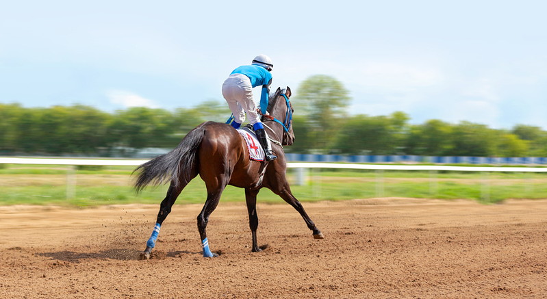 racehorse galloping on its own